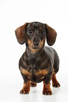 Dachsund: DOG. Smooth haired minature dachsund