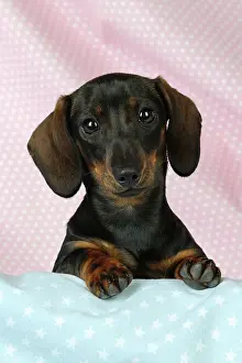 Dachsund: DOG. Smooth haired minature dachsund on pink and