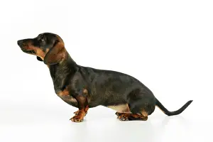 Dachsund: DOG. Smooth haired minature dachsund sitting