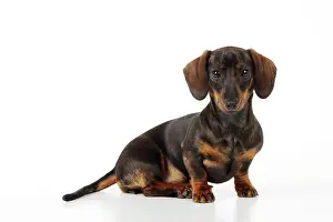 Dachsund: DOG. Smooth haired minature dachsund sitting