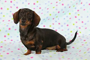 Spotty: DOG. Smooth haired minature dachsund sitting on