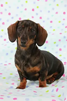 Spotty: DOG. Smooth haired minature dachsund sitting on