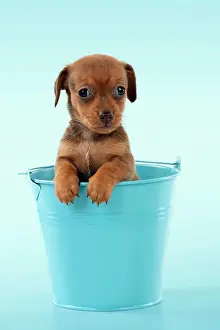 Buckets: Dog - Smooth haired Miniature Dachshund