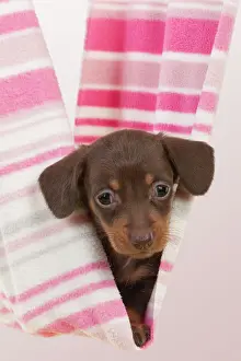 Hammock: Dog - Smooth haired Miniature Dachshund