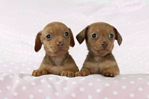 Spotty: DOG - Smooth haired miniature dachshund puppies