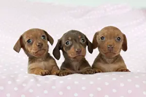 Spotty: DOG - Smooth haired miniature dachshund puppies