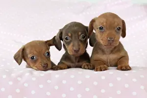 Spotty: DOG - Smooth haired miniature dachshund puppies