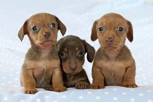 Spotty: DOG - Smooth haired miniature dachshund puppies