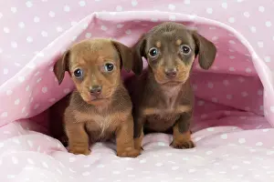 Spotty: DOG - Smooth haired miniature dachshund puppies