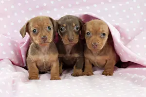 Spotty: DOG - Smooth haired miniature dachshund puppies