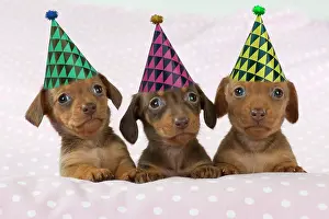 130620: DOG - Smooth haired miniature dachshund puppies