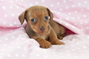 Spotty: DOG - Smooth haired miniature dachshund puppy laying
