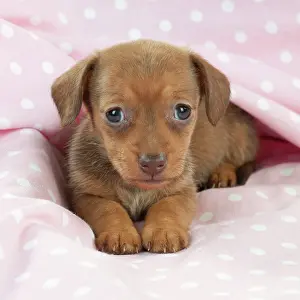 Spotty: DOG - Smooth haired miniature dachshund puppy laying