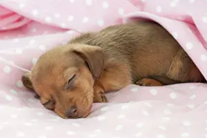 Spotty: DOG - Smooth haired miniature dachshund puppy laying