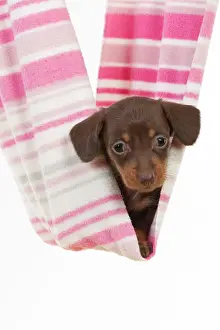 Hammock: DOG - Smooth haired miniature dachshund puppy laying