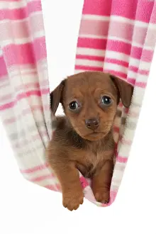 Hammock: DOG - Smooth haired miniature dachshund puppy laying