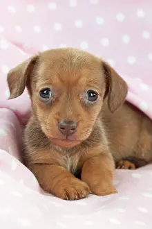 Smooth: DOG - Smooth haired miniature dachshund puppy laying