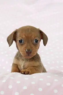 Spotty: DOG - Smooth haired miniature dachshund puppy sitting
