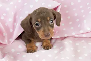 Spotty: DOG - Smooth haired miniature dachshund puppy sitting