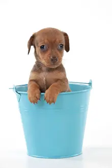 Cute Puppies By John Daniels: DOG - Smooth haired miniature dachshund puppy sitting