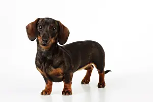Dachsund: DOG. Smooth haired miniature dachsund