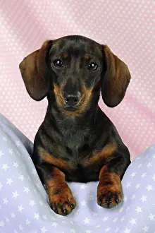 Dachsund: DOG. Smooth haired miniature dachsund on pink and