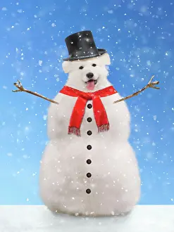 Snowman: Dog snowman. Digital Manipulation