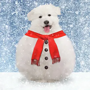 Snowman: Dog snowman with scarf and buttons. Digital Manipulation