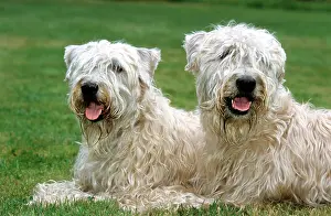 Wheaten: Dog - Soft Coated Wheaten Terrier - Pair lying