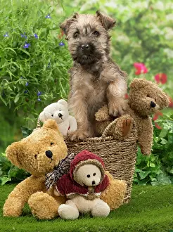 Wheaten: Dog