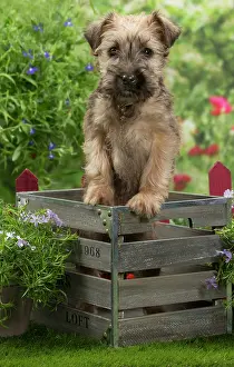 Wheaten: Dog