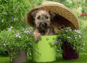 Wheaten: Dog