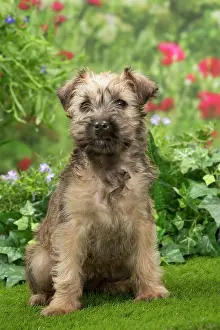 Wheaten: Dog