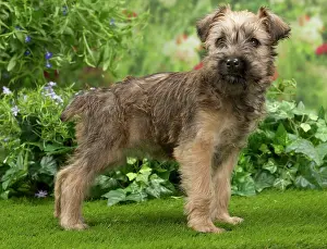 Wheaten: Dog