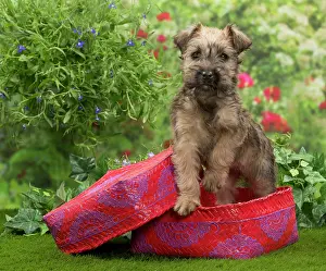Wheaten: Dog