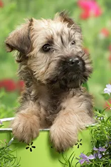 Wheaten: Dog