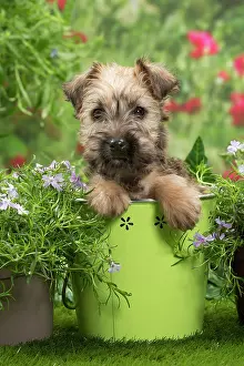 Wheaten: Dog