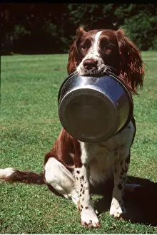 Begging: Dog - Spaniel with bowl held in mouth