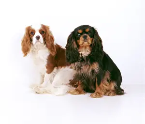 Cavalier: DOG - SPANIEL - Cavalier King Charles