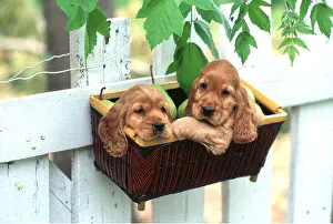 Baskets: DOG - Spaniel puppies x two in basket with pears
