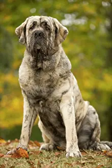 Espanol: Dog - Spanish Mastiff. Also known as Mastin Espanol