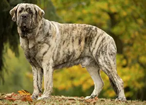 Espanol: Dog - Spanish Mastiff. Also known as Mastin Espanol