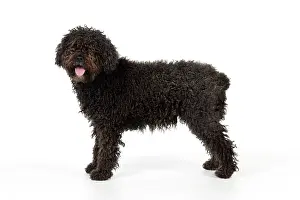 Perro: DOG. Spanish Water Dog