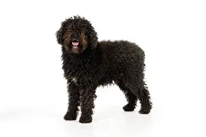 Perro: DOG. Spanish Water Dog