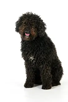 Perro: DOG. Spanish Water Dog