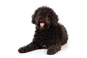 Perro: DOG. Spanish Water Dog