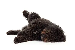 Perro: DOG. Spanish Water Dog