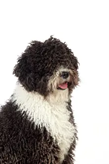 Perro: DOG. Spanish Water Dog