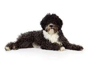 Perro: DOG. Spanish Water Dog