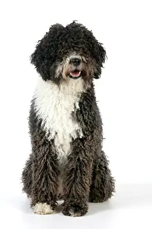 Perro: DOG. Spanish Water Dog